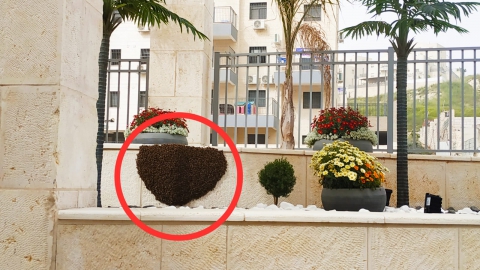 קן דבורים 1.jpg